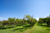 Apple Orchard - September 2025