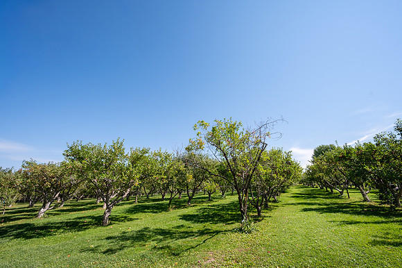 Apple Orchard - September 2025