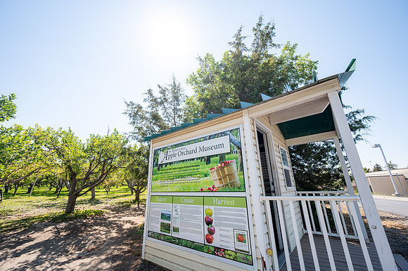 Apple Orchard - September 2025