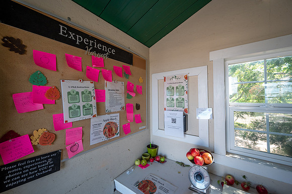 Apple Orchard - September 2025
