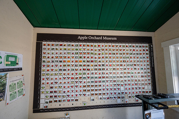 Apple Orchard - September 2025
