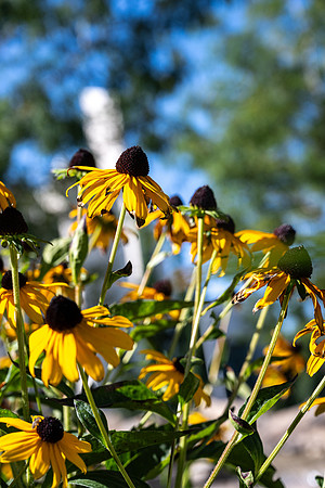 Plants - Sept. 2025