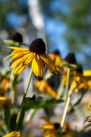 Plants - Sept. 2025