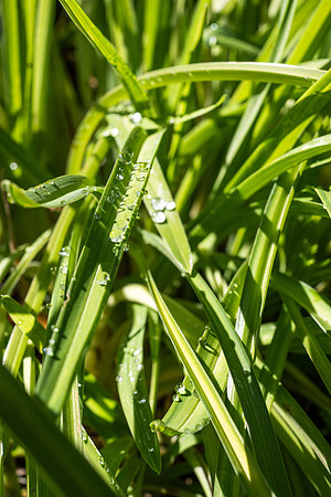 Plants - Sept. 2025