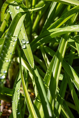 Plants - Sept. 2025
