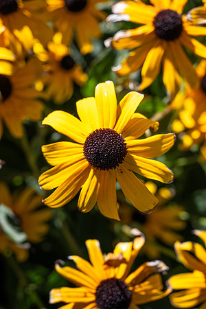 Plants - Sept. 2025