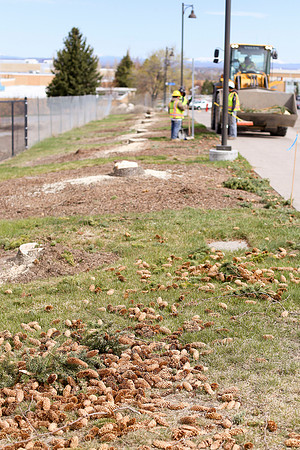 The pine trees along S. Center St. by the new Science Building were removed to allow construction on the building to continue.