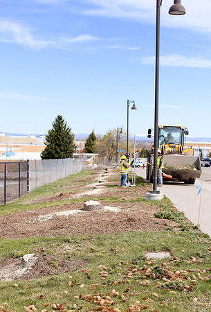 The pine trees along S. Center St. by the new Science Building were removed to allow construction on the building to continue.