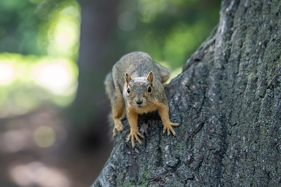 Animals on Campus - Aug 2024