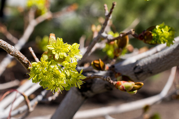 Spring semester 2015 begins with sunshine and blossoms. Students come back to school and look forward to summer in Rexburg. Photo by Erik Hill.