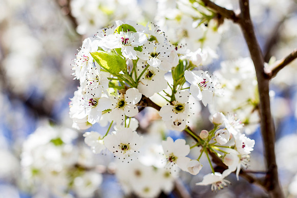 Spring semester 2015 begins with sunshine and blossoms. Students come back to school and look forward to summer in Rexburg. Photo by Erik Hill.