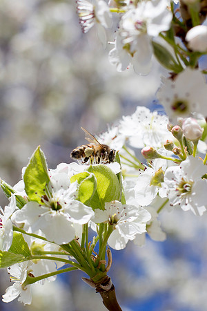 Spring semester 2015 begins with sunshine and blossoms. Students come back to school and look forward to summer in Rexburg. Photo by Erik Hill.