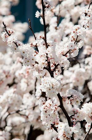 Spring semester 2015 begins with sunshine and blossoms. Students come back to school and look forward to summer in Rexburg. Photo by Erik Hill.