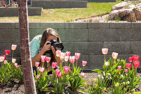 Kateyln Crompton, a photographer for University Relations, takes pictures of blooming tulips, just outside the library.