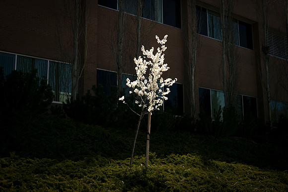 A tree shines brightly against the Kimball Building and was captured in a way that required little editing in post production.