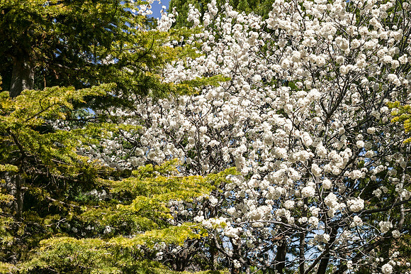 A beautiful display of colors in the from the blooming trees in the Thomas E. Ricks Gardens.