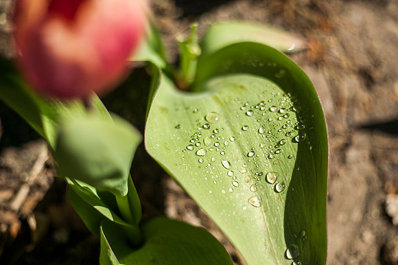 Water collects on a tulip leaf in the Thomas E. Ricks Garden.