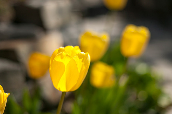 A tulip shines amongst the others in the Thomas E. Ricks Gardens.