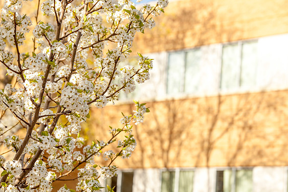 The rising sun casts a tree's shadow on the Romney Building in the background.