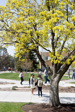 Students chat underneath the blossoms in the Mckay Quad.