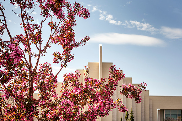 A blooming tree in front of the Taylor Building, shows its first signs of spring.