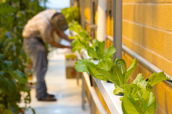 Justin Hatch, manager of the Plant &amp; Soil Science Green House, works during finals week in the Benson Building.