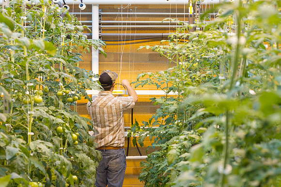 Justin Hatch, manager of the Plant &amp; Soil Science Green House, works during finals week in the Benson Building.