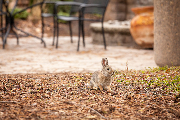 A little bunny freezes in its tracks before running away towards the bushes, in the Thomas E. Ricks Gardens.