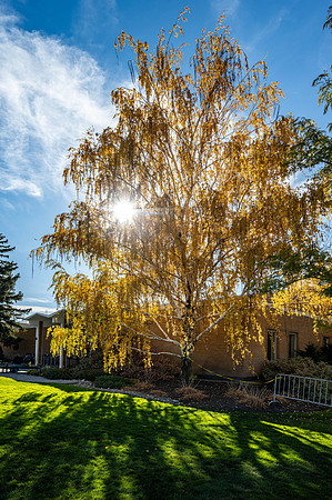 Autumn colors illuminated in front of the Austin Building.