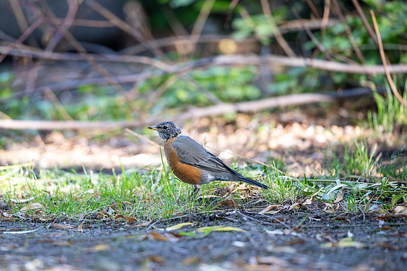 Animals on Campus - Aug 2024