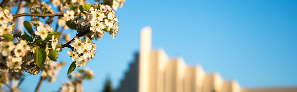 Spring flowers blossom the first week of Spring Semester