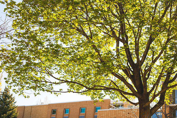 The sun shines brightly through the green leaves outside the Biddulph Building.
