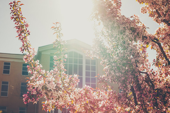 A blossoming tree shines brightly in front of the Hinckley Building.
