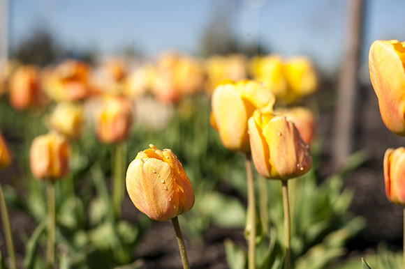 Light dew dripping from tulip pedals on an early spring morning.