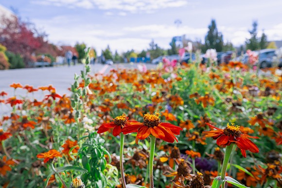 Flowers - Oct 2025