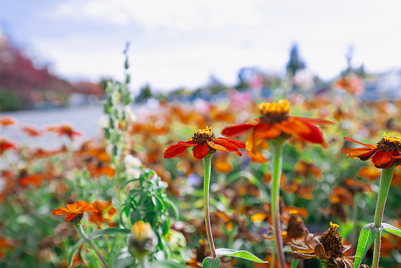 Flowers - Oct 2025
