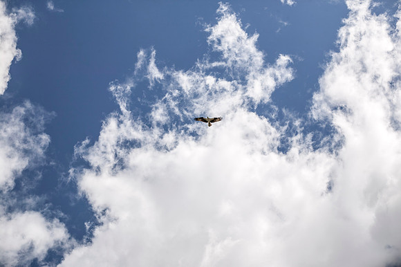 The Cooper's Hawk watches from above the Snake River.