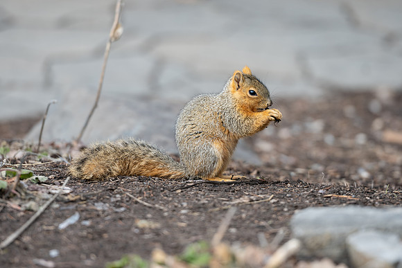Campus Squirrel - March 2025