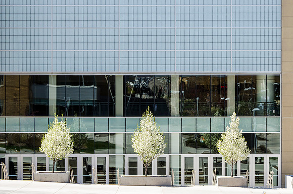 Trees blossoming on the East side of the BYU-I Center.