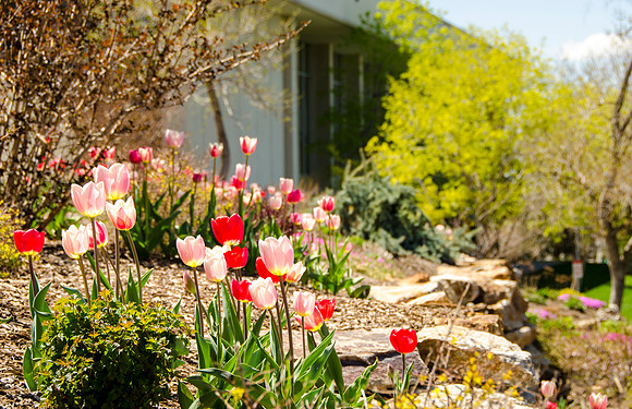 Tulips in full bloom on the North East corner of the Hart building.