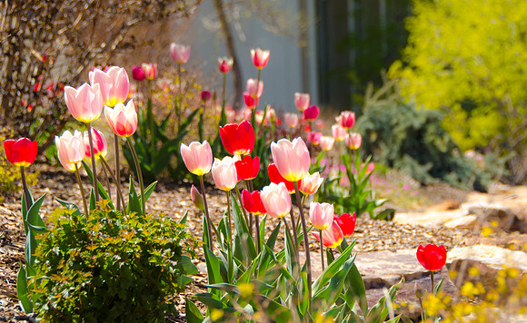 Tulips in full bloom on the North East corner of the Hart building.