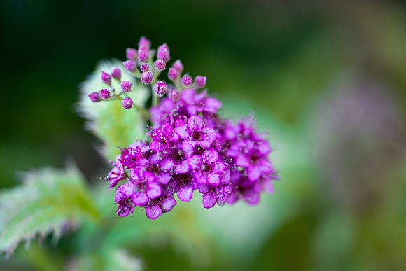 Flowers - Oct 2025