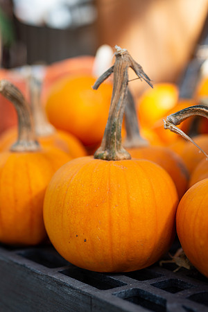 Pumpkins - Oct 2025
