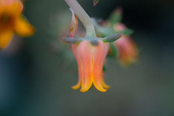 Flowers - Oct 2025