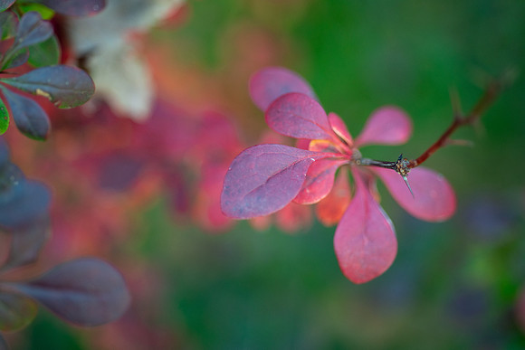 Flowers - Oct 2025