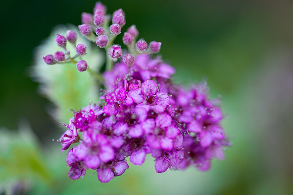 Flowers - Oct 2025
