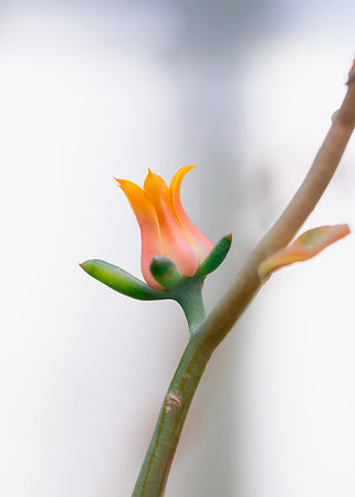 Flowers - Oct 2025