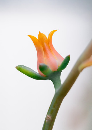 Flowers - Oct 2025
