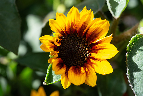 Flowers - Oct 2025