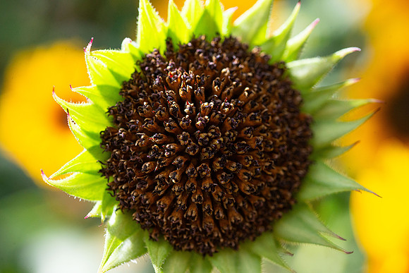 Flowers - Oct 2025